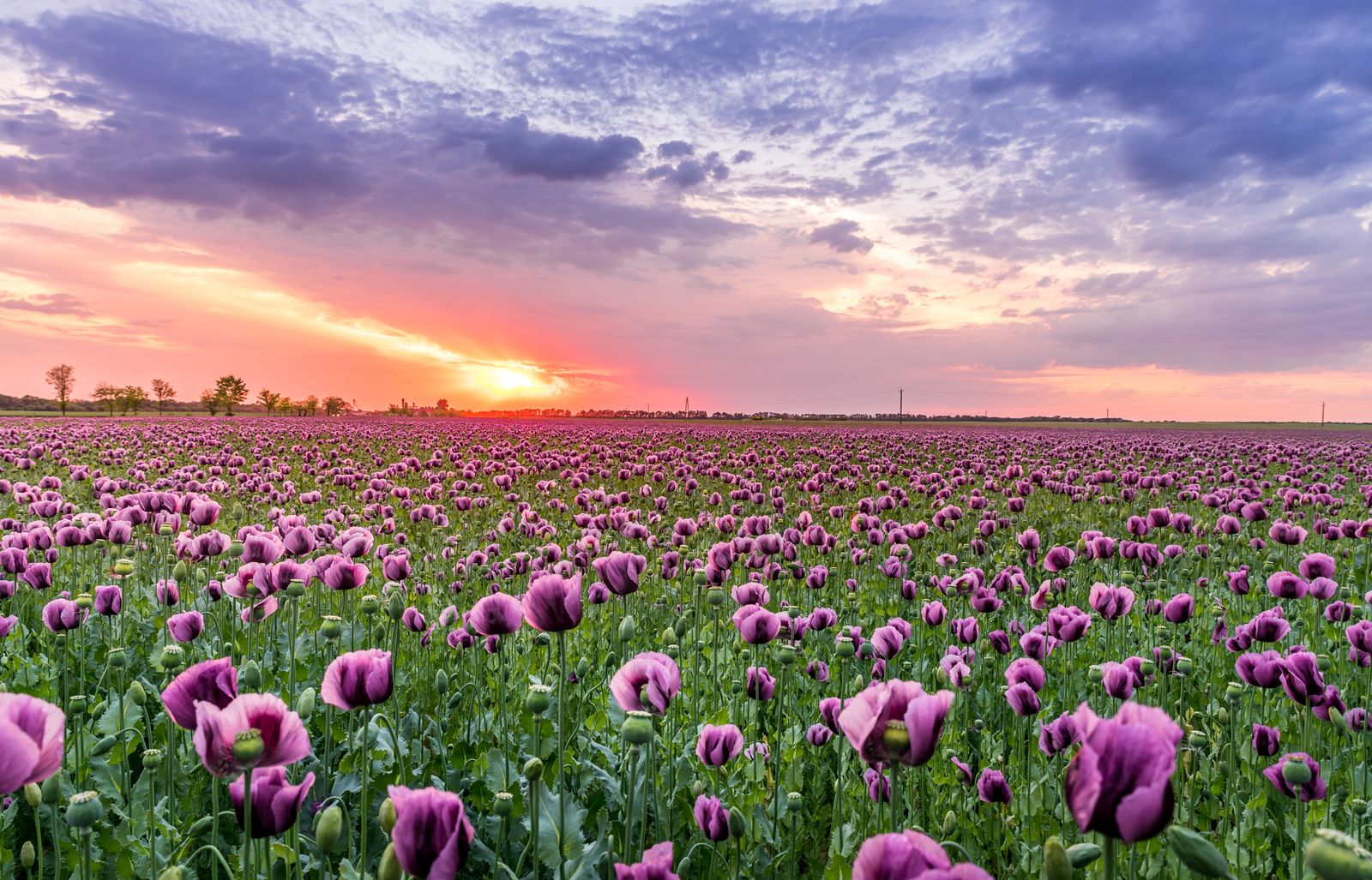A field of purple poppies at sunset